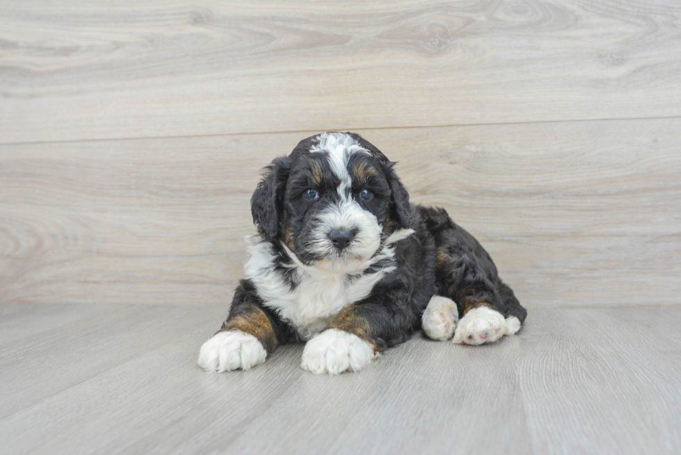 Hypoallergenic Bernadoodle Poodle Mix Puppy