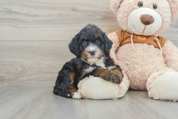 Mini Bernedoodle Puppy for Adoption