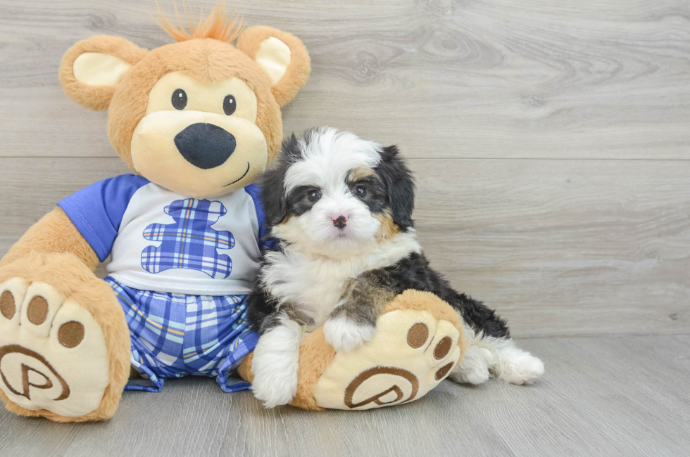 6 week old Mini Bernedoodle Puppy For Sale - Premier Pups