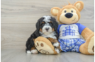 Playful Mini Bernese Poodle Poodle Mix Puppy