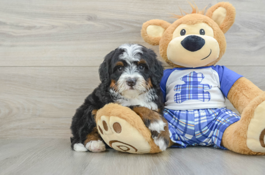 Playful Mini Bernese Poodle Poodle Mix Puppy
