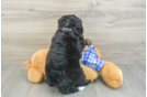 Hypoallergenic Mini Bernesepoo Poodle Mix Puppy