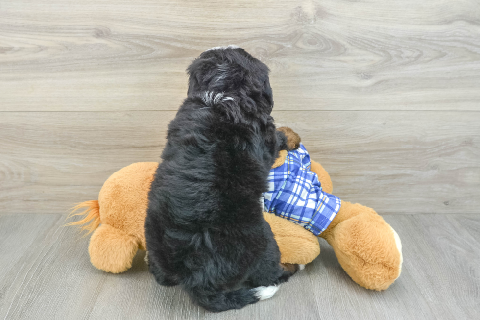 Hypoallergenic Mini Bernesepoo Poodle Mix Puppy
