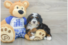 Sweet Mini Bernedoodle Baby