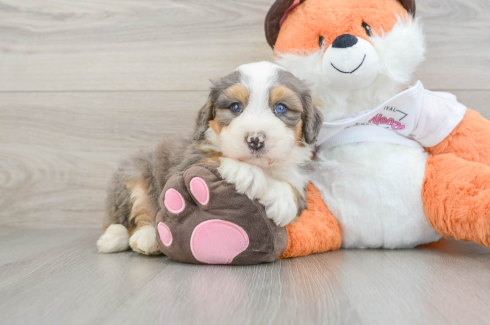 6 week old Mini Bernedoodle Puppy For Sale - Premier Pups