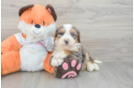 Mini Bernedoodle Pup Being Cute