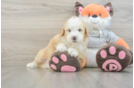 Small Mini Bernedoodle Baby