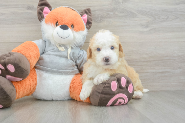 Sweet Mini Bernedoodle Baby