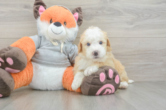 Sweet Mini Bernedoodle Baby