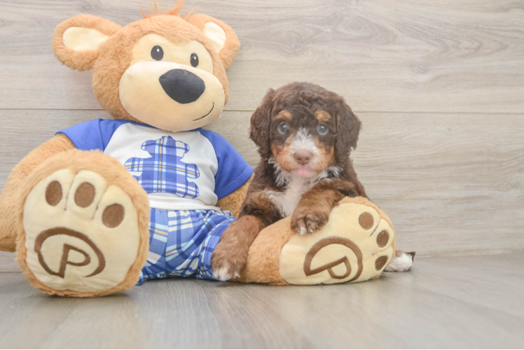 Mini Bernedoodle Puppy for Adoption