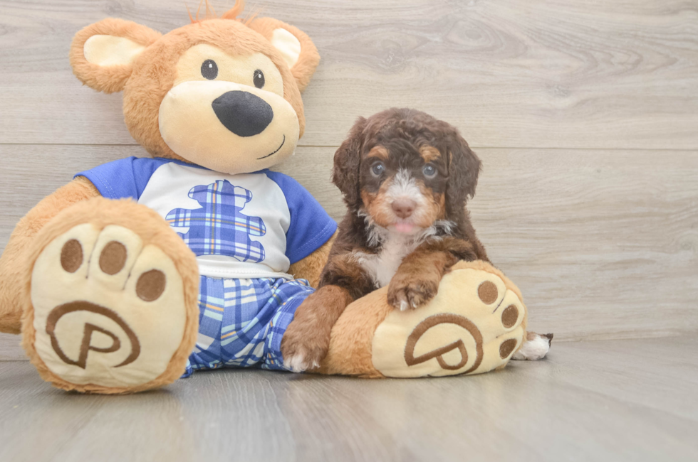 5 week old Mini Bernedoodle Puppy For Sale - Premier Pups