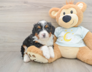 8 week old Mini Bernedoodle Puppy For Sale - Premier Pups