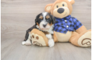 Mini Bernedoodle Pup Being Cute