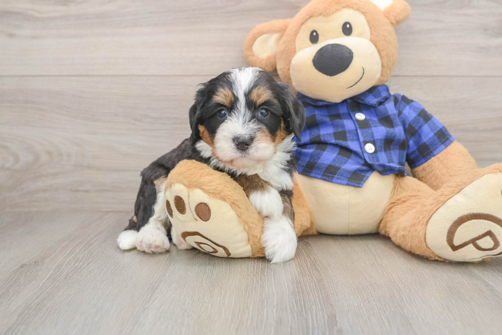 Mini Bernedoodle Pup Being Cute