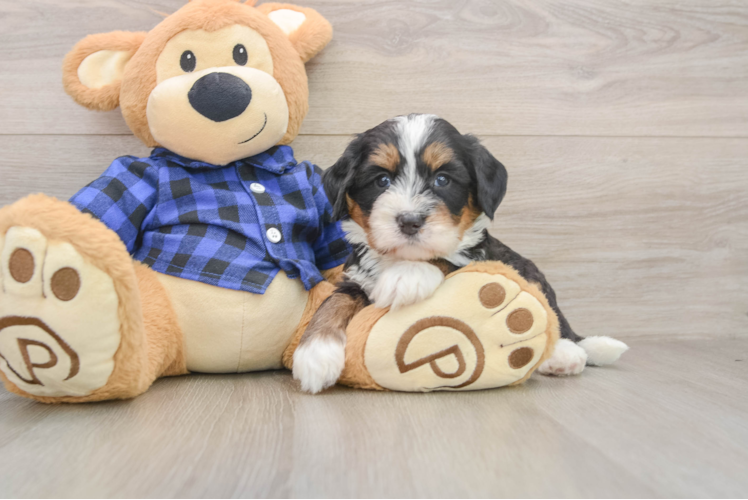 Mini Bernedoodle Puppy for Adoption