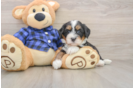 Mini Bernedoodle Puppy for Adoption