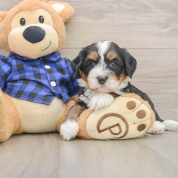 Mini Bernedoodle Puppy for Adoption