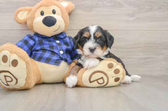 Mini Bernedoodle Puppy for Adoption