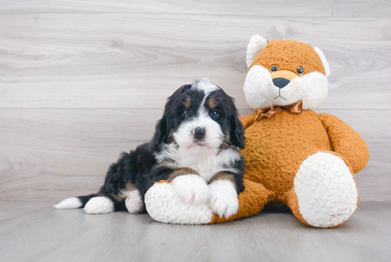 Mini Bernedoodle Puppy for Adoption