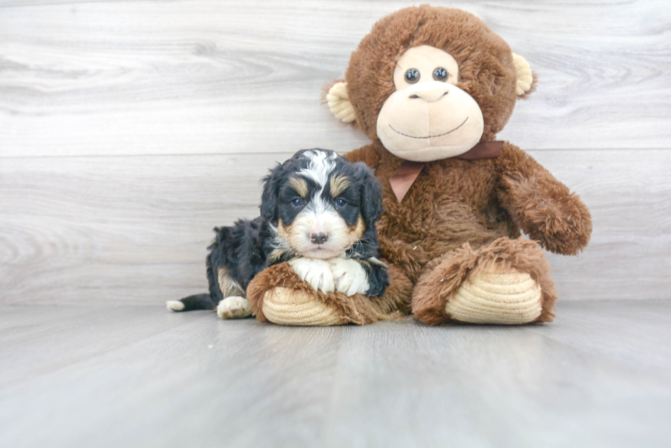 Mini Bernedoodle Puppy for Adoption