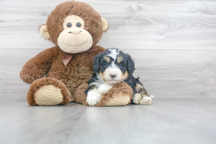 Petite Mini Bernedoodle Poodle Mix Pup