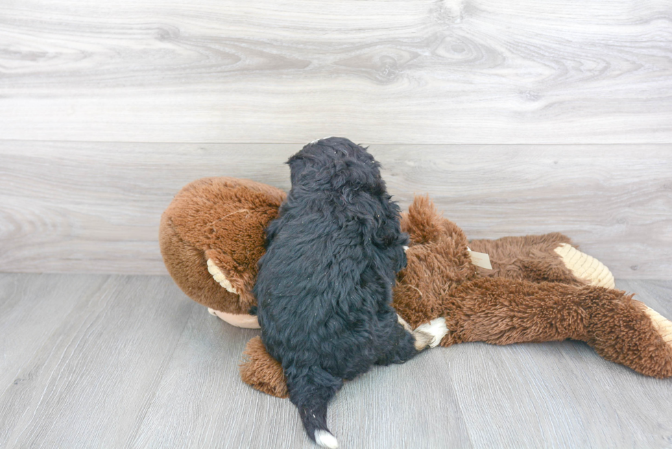 Energetic Mini Berniedoodle Poodle Mix Puppy