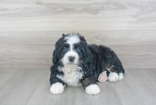 Friendly Mini Bernedoodle Baby