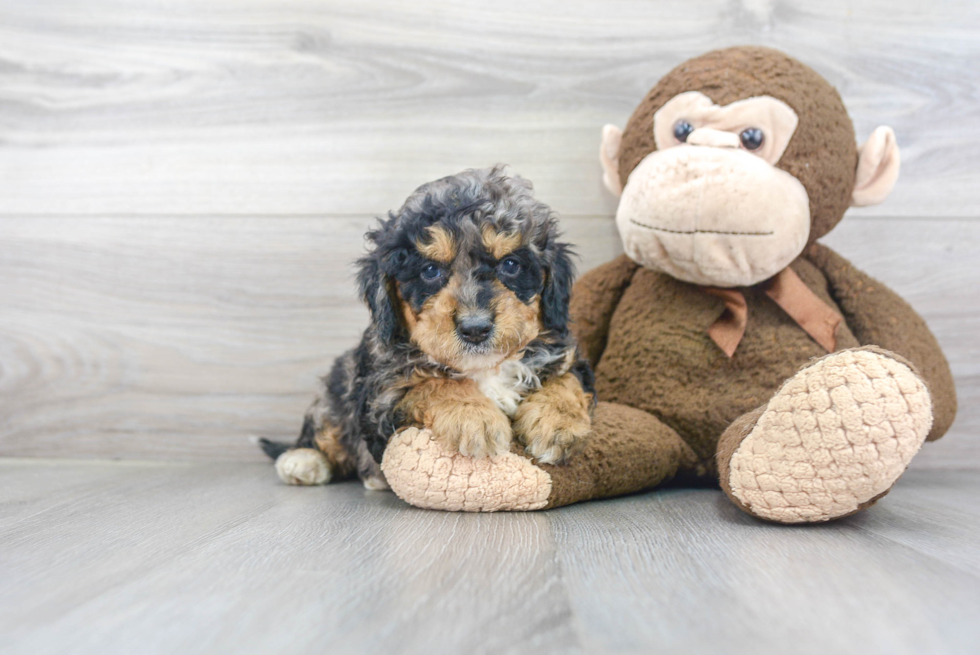 Popular Mini Bernedoodle Poodle Mix Pup
