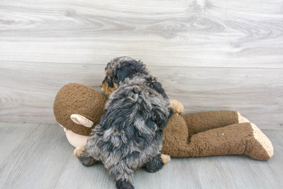 Best Mini Bernedoodle Baby