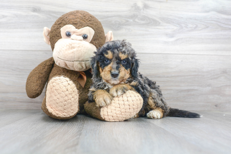 Playful Bernadoodle Poodle Mix Puppy
