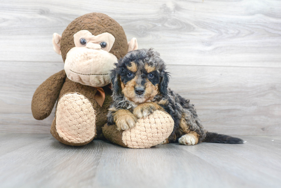 Playful Bernadoodle Poodle Mix Puppy