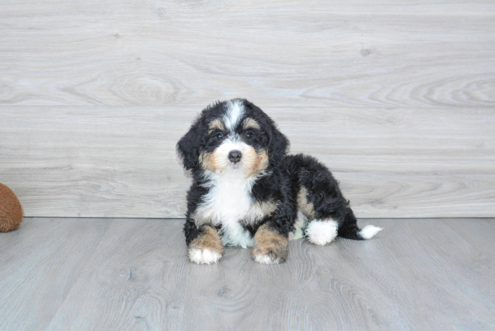 Mini Bernedoodle Pup Being Cute