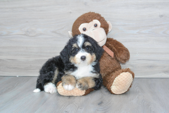 Best Mini Bernedoodle Baby