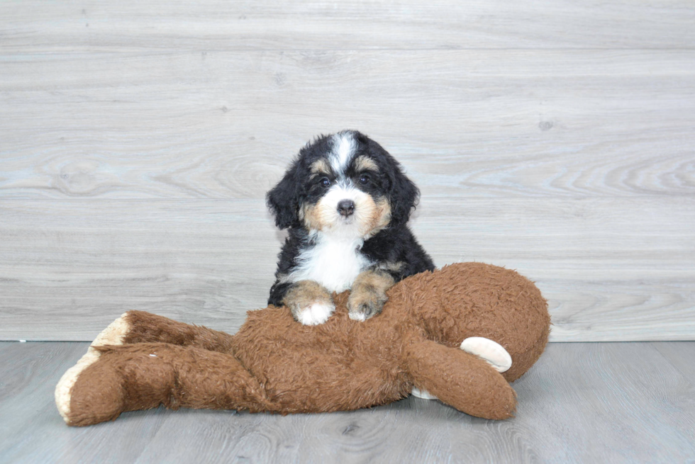 Mini Bernedoodle Pup Being Cute