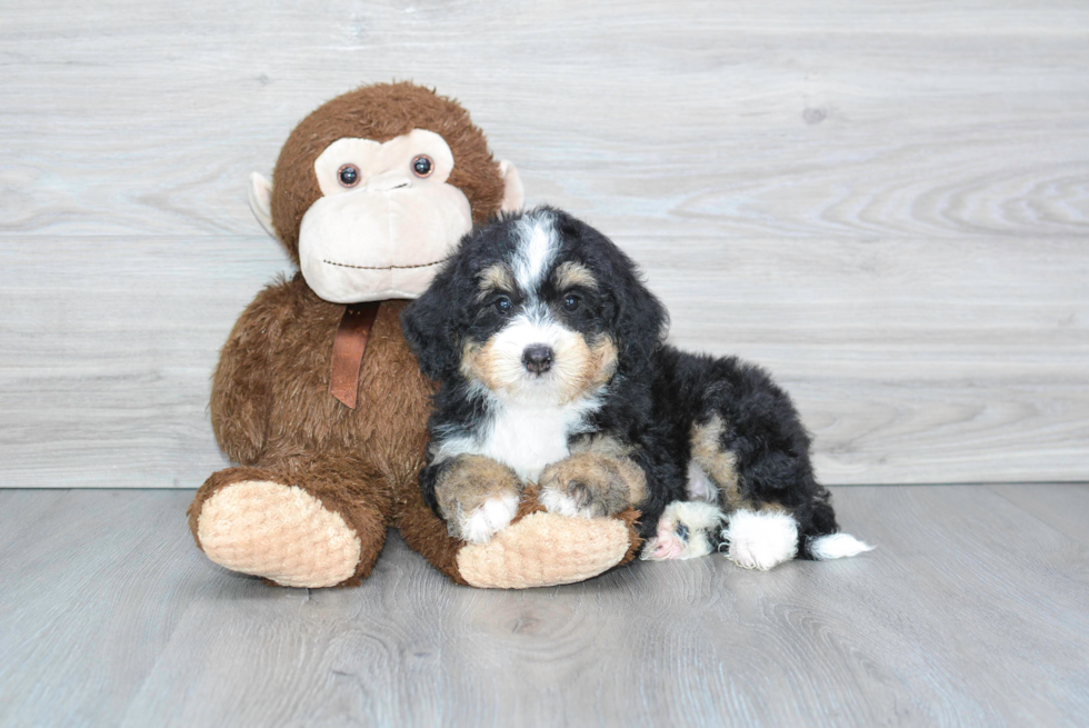 Happy Mini Bernedoodle Baby