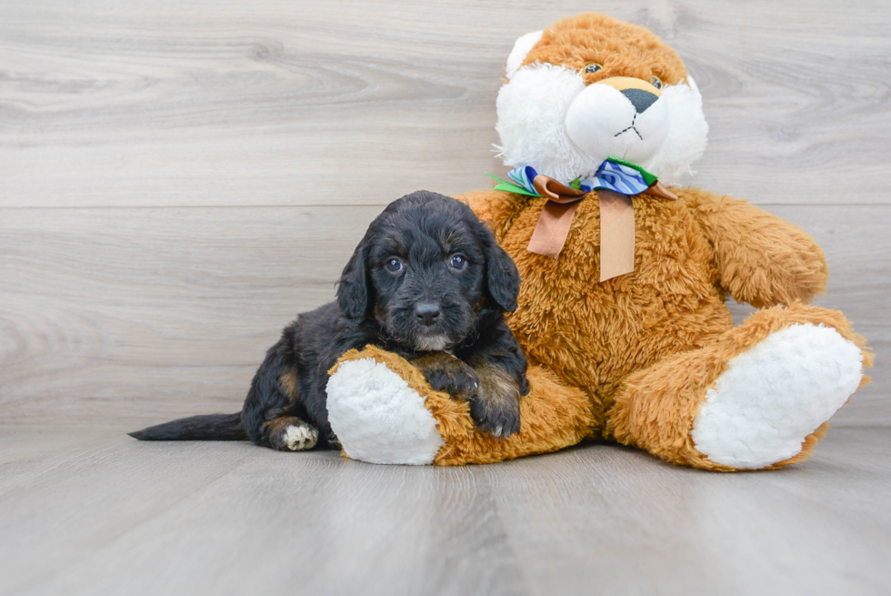 Best Mini Bernedoodle Baby