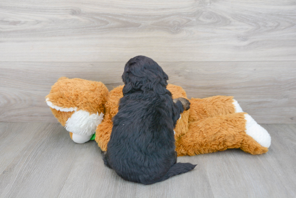 Funny Mini Bernedoodle Poodle Mix Pup