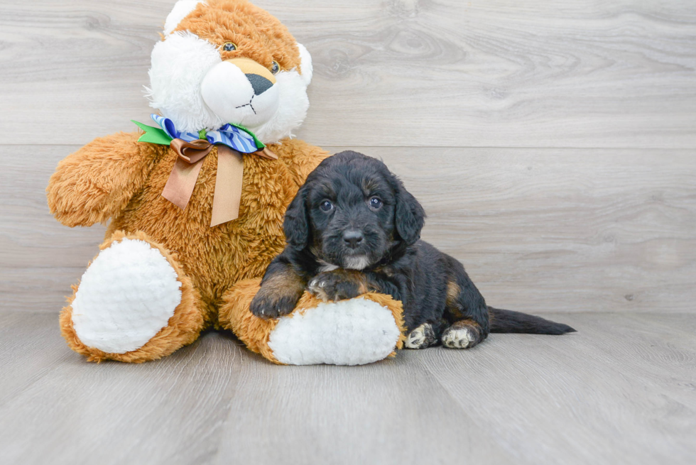 Mini Bernedoodle Pup Being Cute