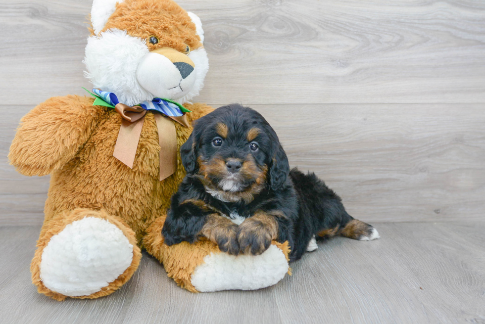 Cute Mini Bernedoodle Baby