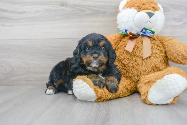 Friendly Mini Bernedoodle Baby