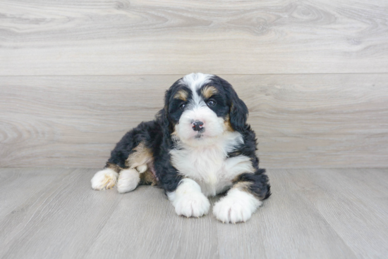 Best Mini Bernedoodle Baby