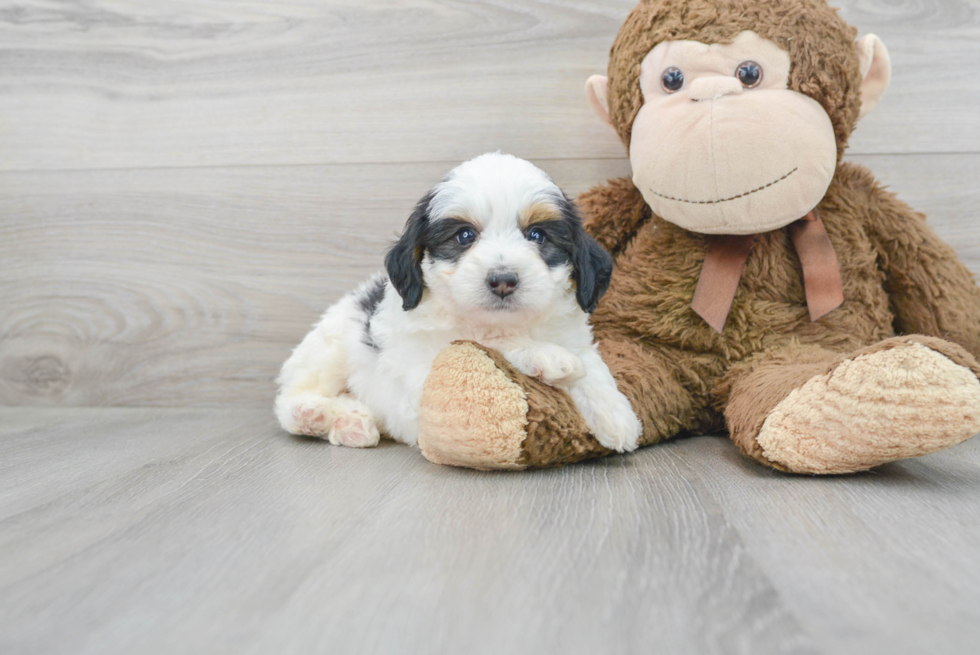 Mini Bernedoodle Pup Being Cute