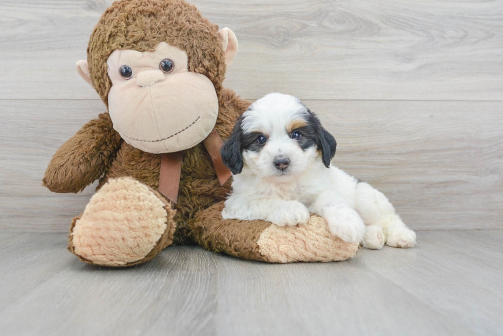 Cute Mini Bernedoodle Baby