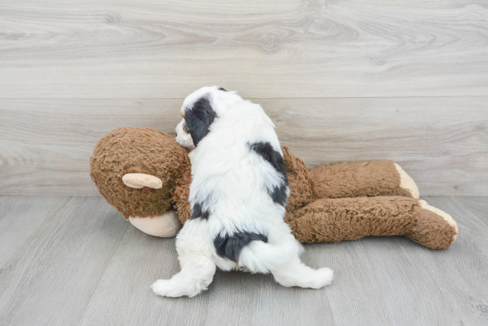 Hypoallergenic Bernadoodle Poodle Mix Puppy