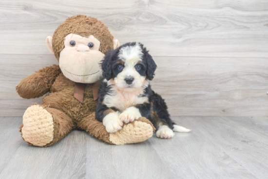 Popular Mini Bernedoodle Poodle Mix Pup