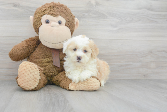 Mini Bernedoodle Pup Being Cute