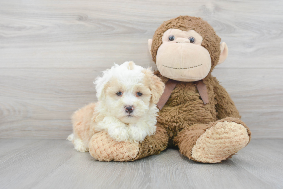 Best Mini Bernedoodle Baby