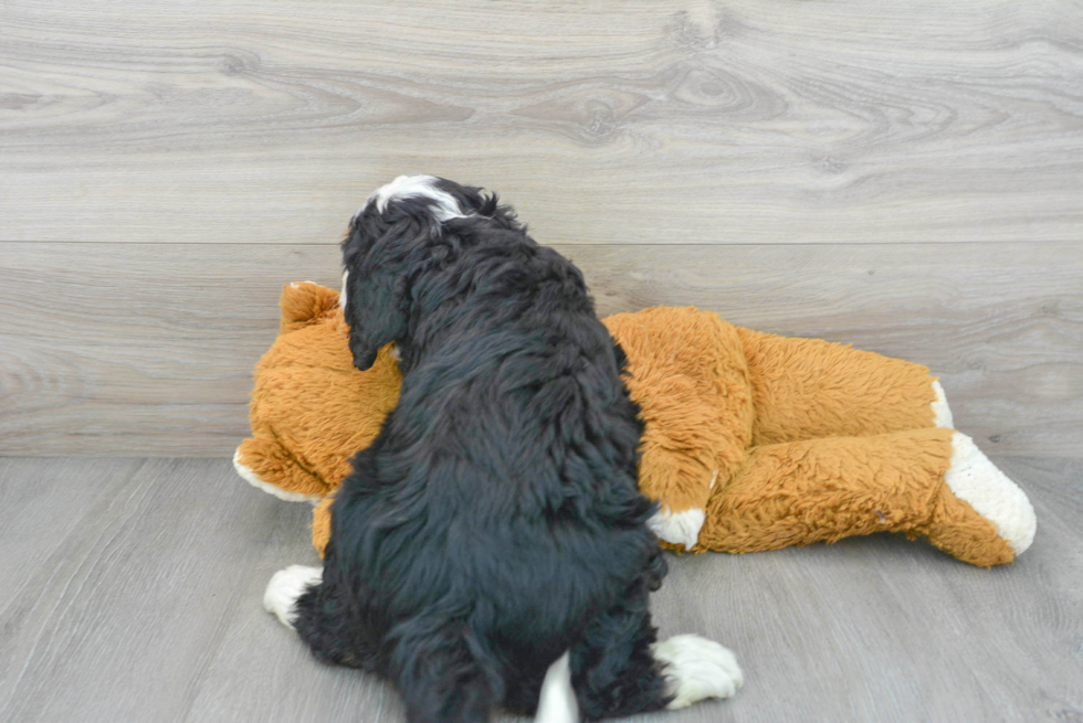 Adorable Mini Berniedoodle Poodle Mix Puppy