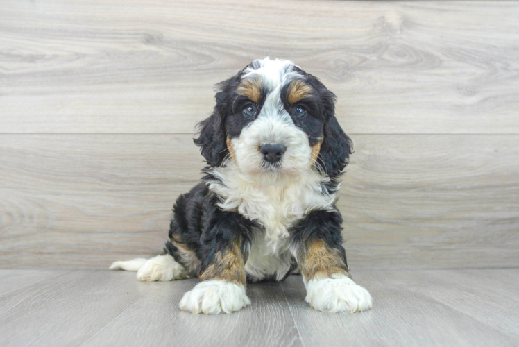 Small Mini Bernedoodle Baby