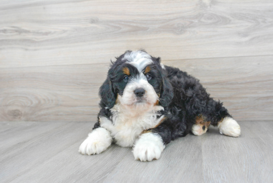 Mini Bernedoodle Pup Being Cute